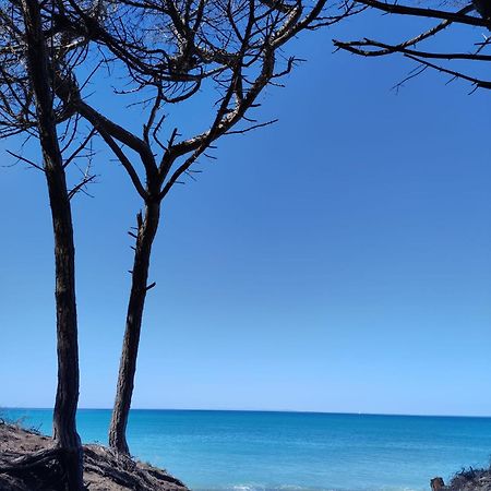 Mare Toscano Daire Riparbella Dış mekan fotoğraf